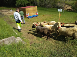 Arrivée des 12 moutons