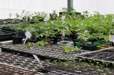 L'agriculture urbaine fait son nid