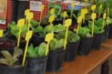 Bourse aux plantes d'automne