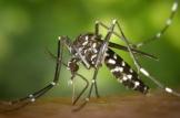 Surveillance du moustique tigre en Dordogne