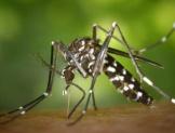 Surveillance du moustique tigre en Dordogne